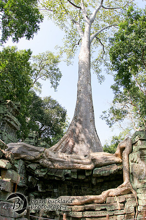 Cambodia-8620