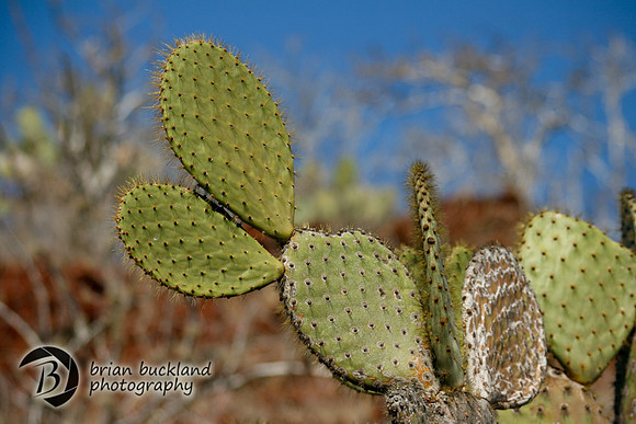 Galapagos-7009