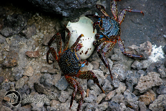 Galapagos-8395