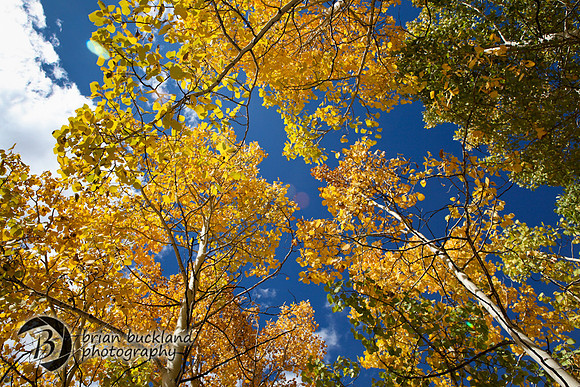 Aspens-7653