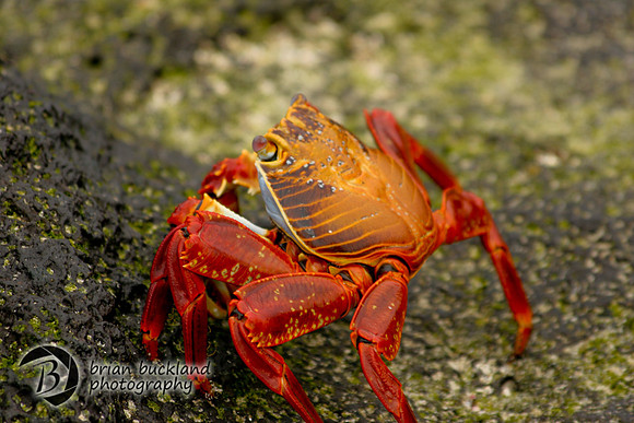 Galapagos-6158