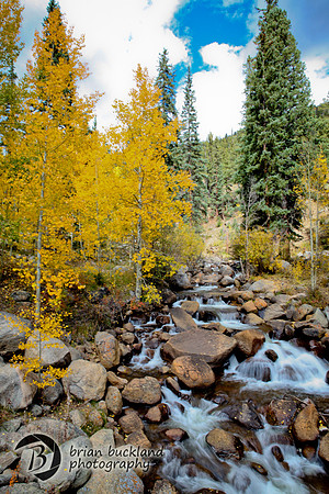 Aspens-7719