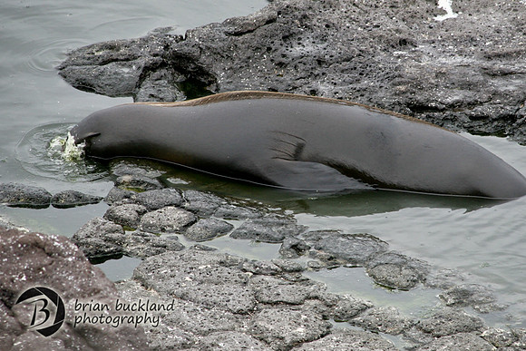 Galapagos-8051