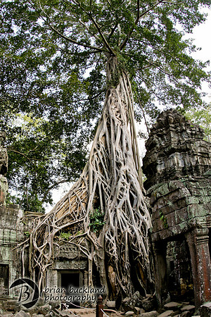 Cambodia-8635