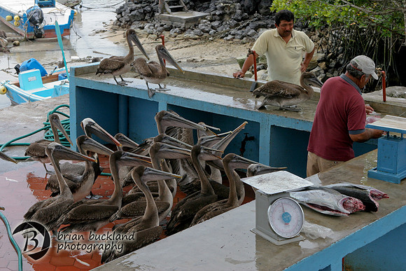 Galapagos-7294