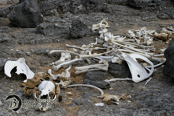 Galapagos-8382