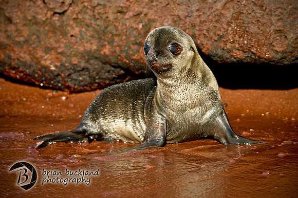 Galapagos-7188