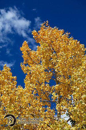 Aspens-7643