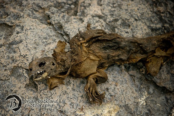 Galapagos-8297