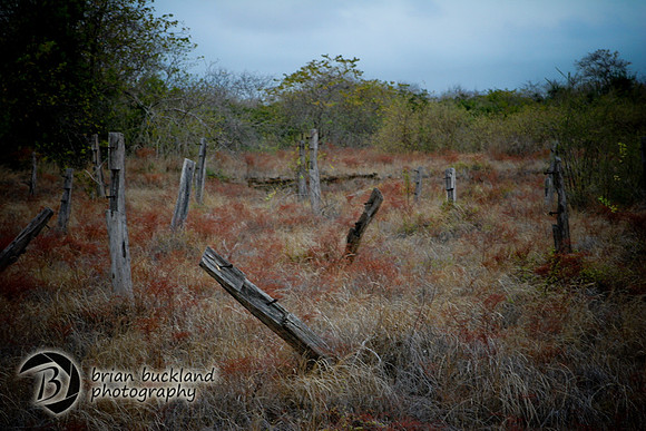 Galapagos-6637