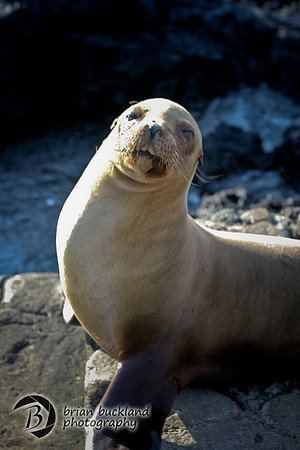 Galapagos-6604