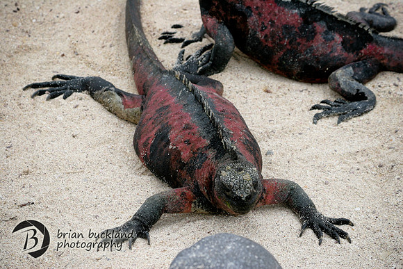 Galapagos-8205