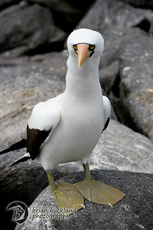 Galapagos-7976