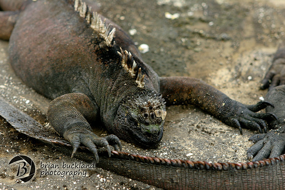 Galapagos-6654