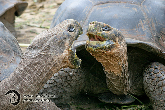 Galapagos-7270