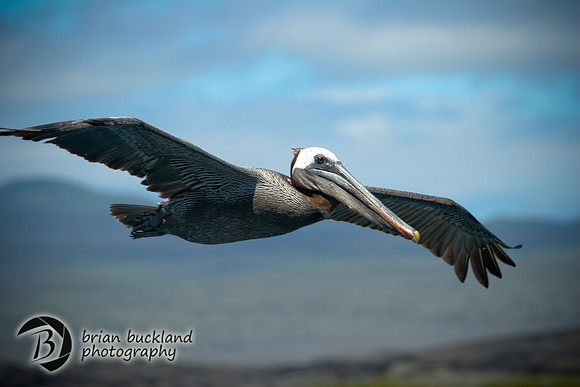 Galapagos-6984