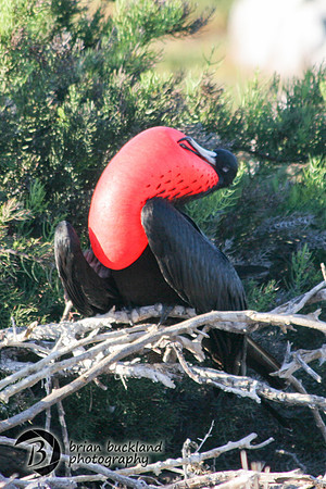 Galapagos-8603