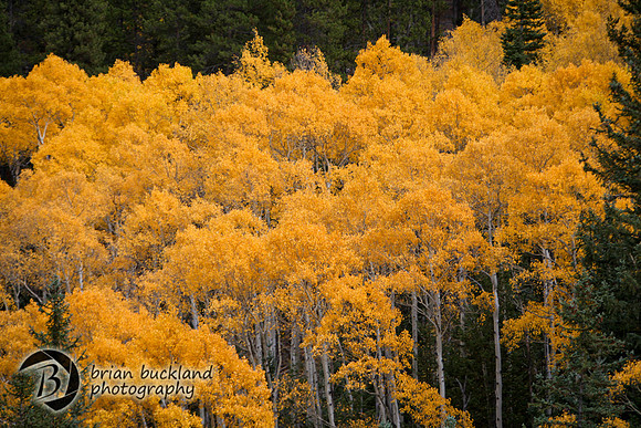Aspens-7750