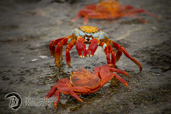 Galapagos-6180