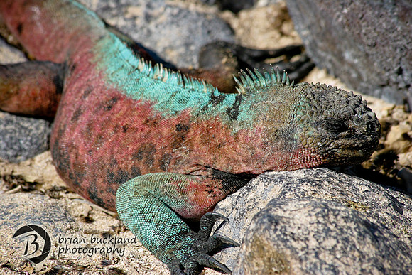 Galapagos-7755
