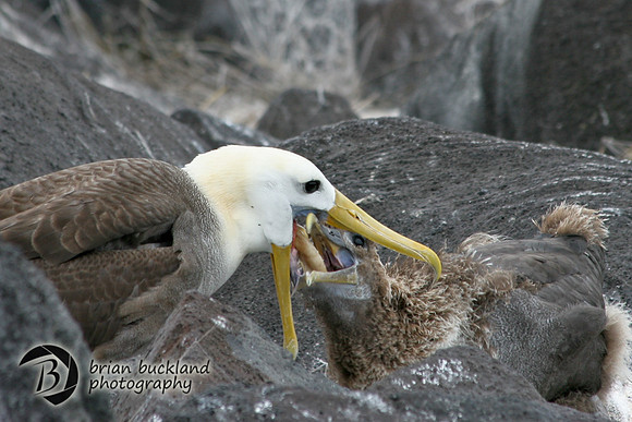 Galapagos-8086