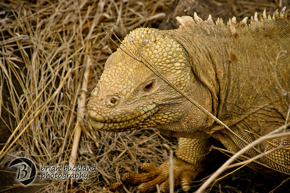 Galapagos-8276