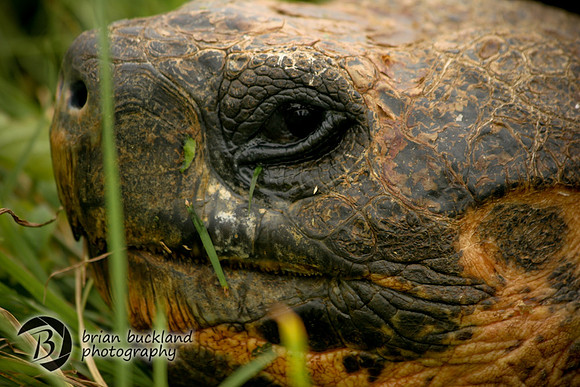 Galapagos-7497