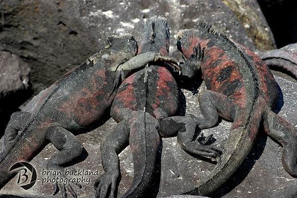 Galapagos-7790