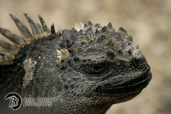 Galapagos-6161