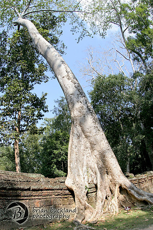 Cambodia-8608