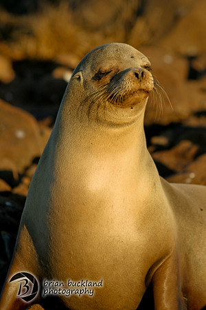 Galapagos-8494