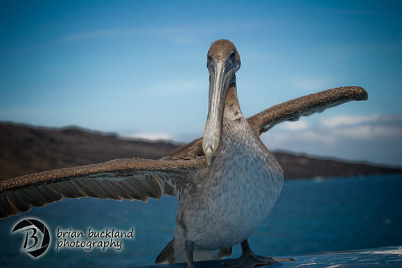 Galapagos-6408