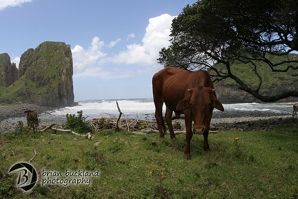 Cow's Day Out