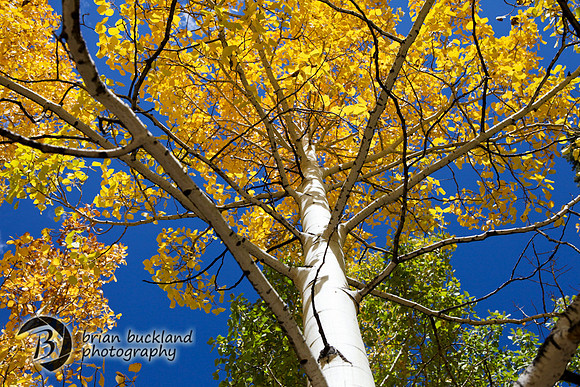 Aspens-7651