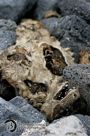 Galapagos-6234