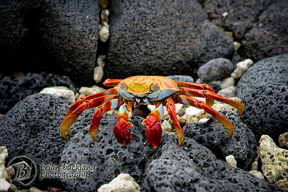 Galapagos-6206