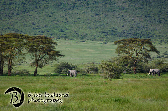 Safari-2375