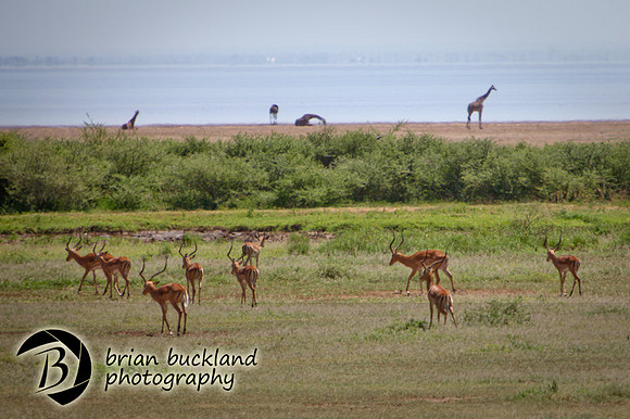 Safari-1554
