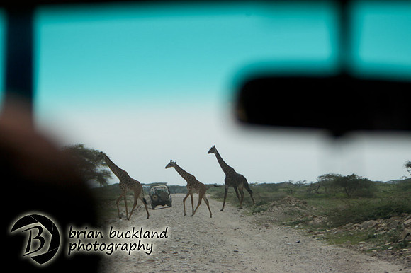 Safari-3299