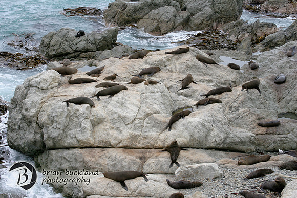 NewZealand-1210