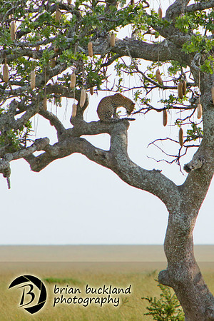 Safari-2924