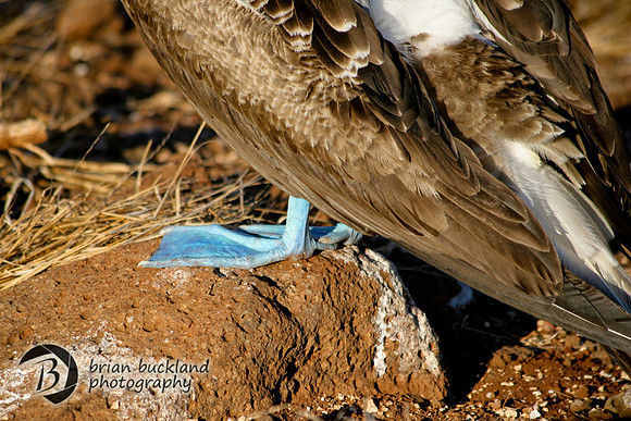 Galapagos-8514