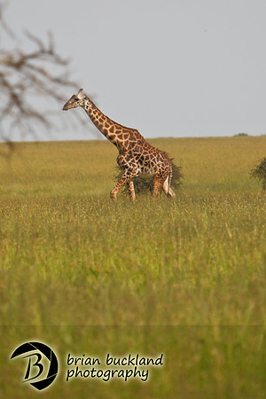 Safari-3053