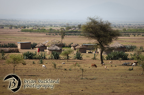 Safari-1377
