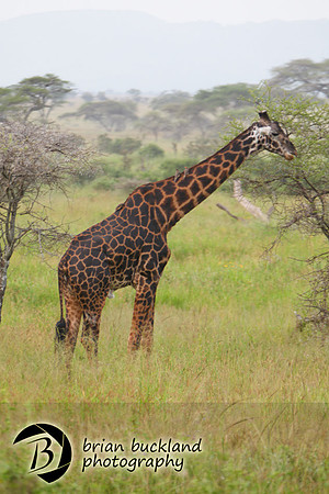 Safari-3231