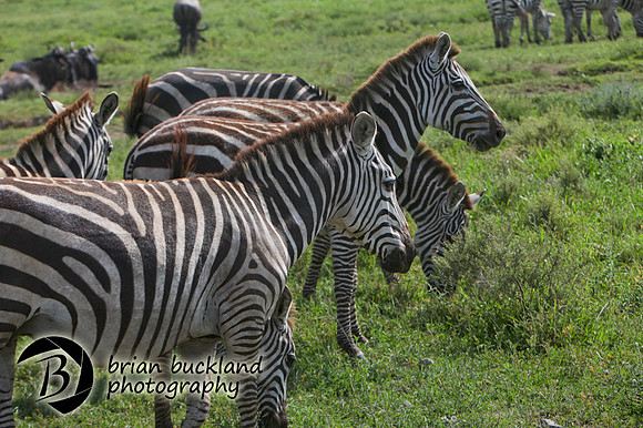Safari-2855