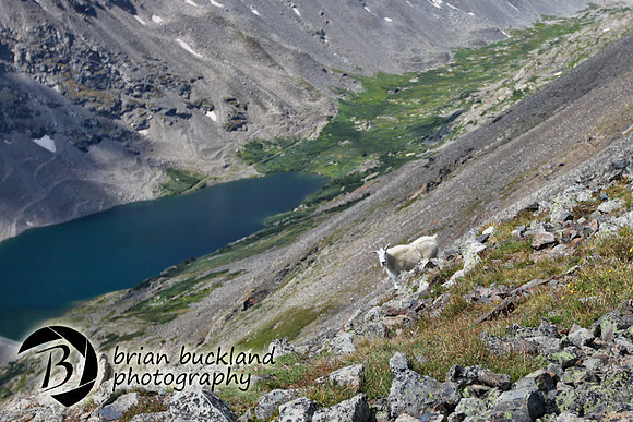 Quandry-7257