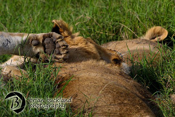 Safari-2880