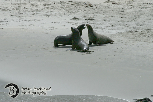 NewZealand-0321