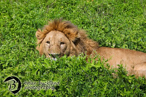 Safari-2621